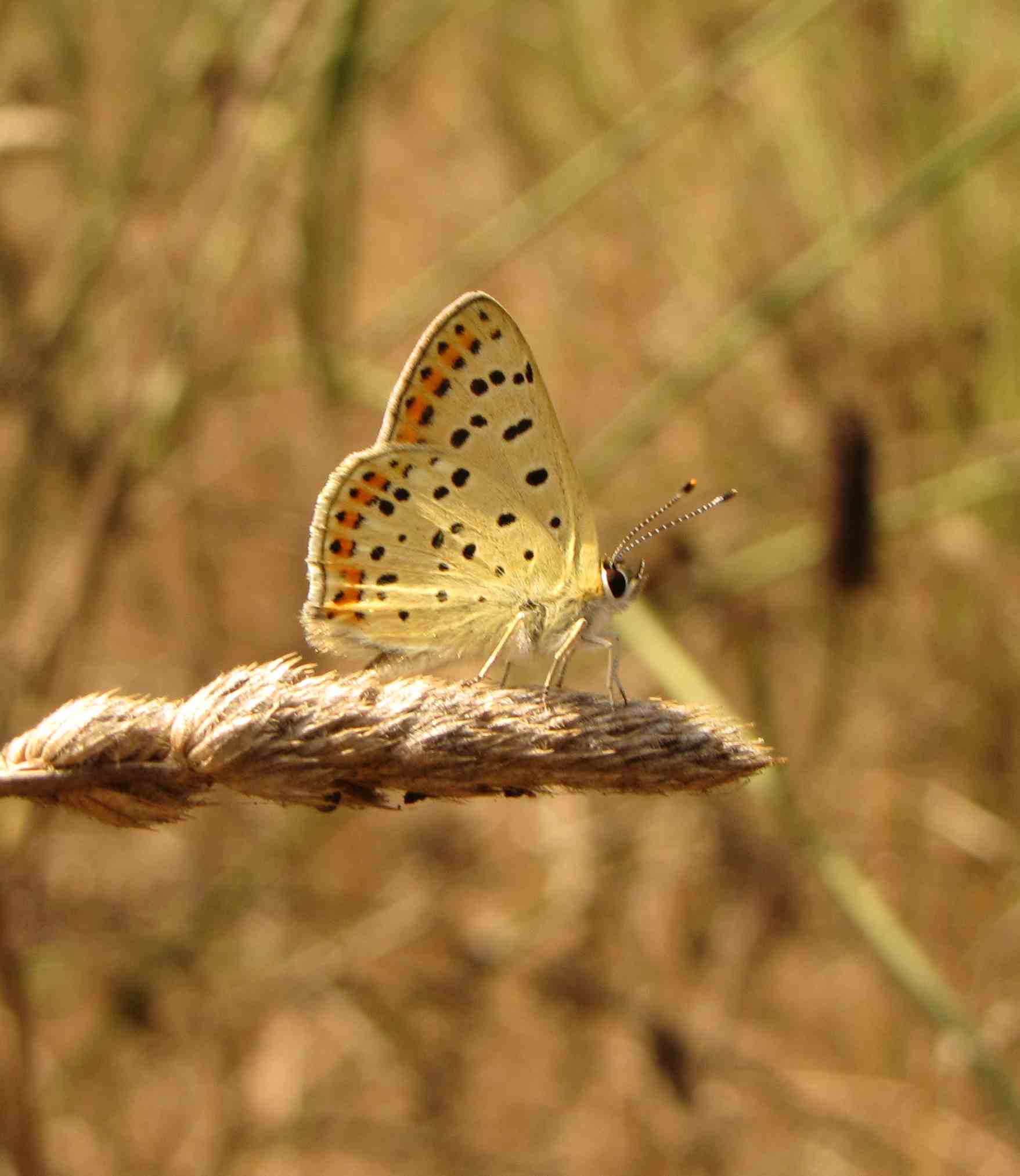 polyommatus ali gialle - Lycaena tityrus